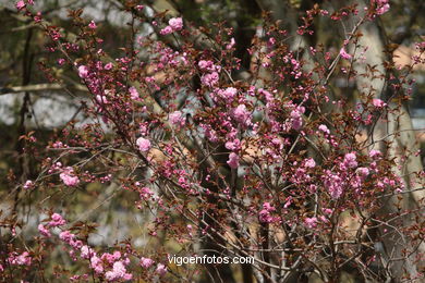 SPRING IN SPAIN. FLOWERS AND LANDSCAPES