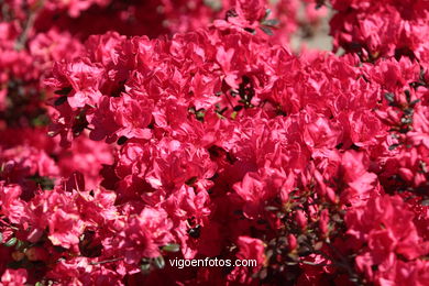 SPRING IN SPAIN. FLOWERS AND LANDSCAPES