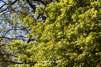 SPRING IN SPAIN. FLOWERS AND LANDSCAPES