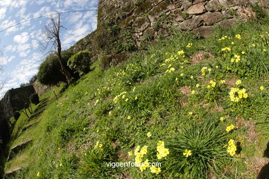 SPRING IN SPAIN. FLOWERS AND LANDSCAPES