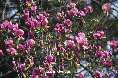 SPRING IN SPAIN. FLOWERS AND LANDSCAPES