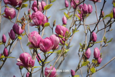 SPRING IN SPAIN. FLOWERS AND LANDSCAPES