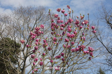 SPRING IN SPAIN. FLOWERS AND LANDSCAPES