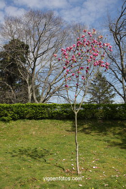 SPRING IN SPAIN. FLOWERS AND LANDSCAPES