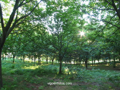 NATURE PARK VIXIADOR