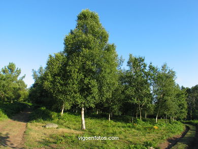 PARQUE FORESTAL VIXIADOR