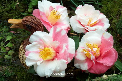 CAMELLIA SPAIN COMPETITION 2008