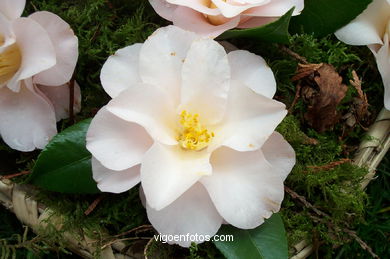 CAMELLIA SPAIN COMPETITION 2008