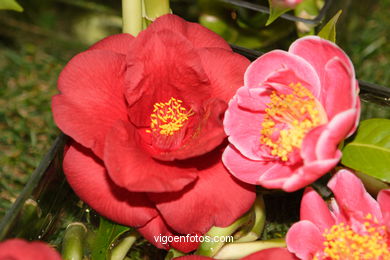 CAMELIAS - 41 CONCORRO EXPOSIÇÃO DA CAMELIA 2005