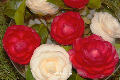 CAMELIAS - 41 CONCORRO EXPOSIÇÃO DA CAMELIA 2005