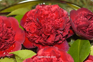 CAMELIAS - 41 CONCORRO EXPOSIÇÃO DA CAMELIA 2005