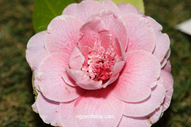 CAMELIAS - 41 CONCORRO EXPOSIÇÃO DA CAMELIA 2005