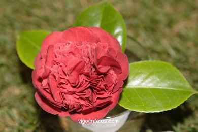 CAMELIAS - 41 CONCORRO EXPOSIÇÃO DA CAMELIA 2005