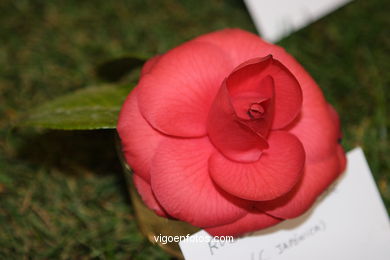 CAMELLIA COMPETITION 2002