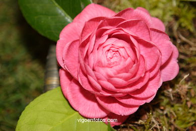 CAMELIAS - 41 CONCORRO EXPOSIÇÃO DA CAMELIA 2005