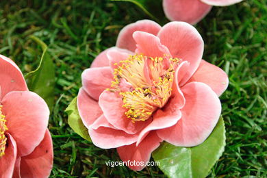 CAMELIAS - 41 CONCORRO EXPOSIÇÃO DA CAMELIA 2005