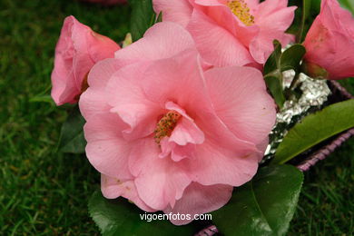 CAMELIAS - 41 CONCORRO EXPOSIÇÃO DA CAMELIA 2005