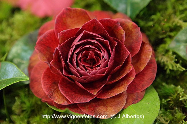 IMAGENS DE CAMELIAS. FLOR - 44 CONCORRO EXPOSIÇÃO DA CAMELIA 2008 - RÍA DE  VIGO. GALIZA. ESPANHA. IMAGENS DE TURISMO