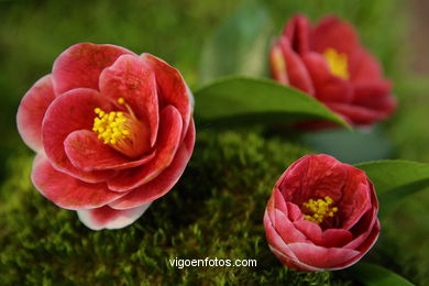 CAMELIAS. FLOR - 44 CONCORRO EXPOSIÇÃO DA CAMELIA 2008