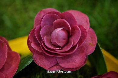 CAMELIAS. FLOR - 44 CONCORRO EXPOSIÇÃO DA CAMELIA 2008