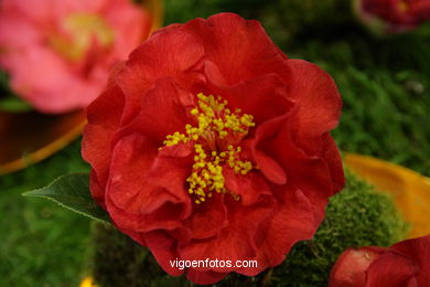 CAMELIAS. FLOR - 44 CONCORRO EXPOSIÇÃO DA CAMELIA 2008