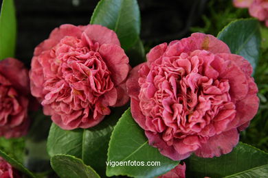 IKEBANA - CAMELLIA COMPETITION 2005