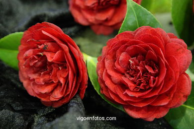 CAMELIAS. FLOR - 44 CONCORRO EXPOSIÇÃO DA CAMELIA 2008