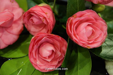 CAMELIAS. FLOR - 44 CONCORRO EXPOSIÇÃO DA CAMELIA 2008