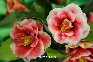 CAMELIAS. FLOR - 44 CONCORRO EXPOSIÇÃO DA CAMELIA 2008