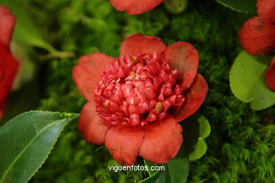 CAMELIAS. FLOR - 44 CONCORRO EXPOSIÇÃO DA CAMELIA 2008