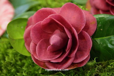 IKEBANA - CAMELLIA COMPETITION 2005