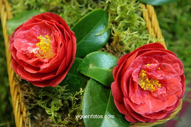 CAMELIAS. FLOR - 44 CONCORRO EXPOSIÇÃO DA CAMELIA 2008