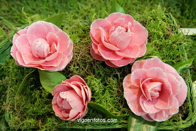 CAMELIAS. FLOR - 44 CONCORRO EXPOSIÇÃO DA CAMELIA 2008