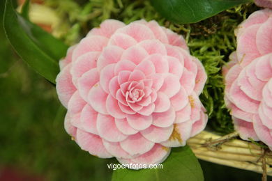 CAMELIAS. FLOR - 44 CONCORRO EXPOSIÇÃO DA CAMELIA 2008