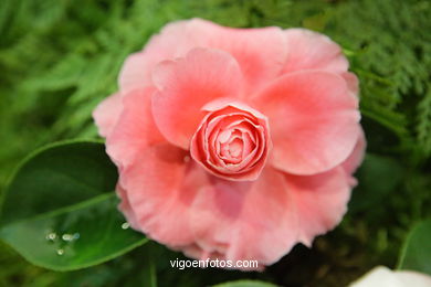 CAMELIAS. FLOR - 44 CONCORRO EXPOSIÇÃO DA CAMELIA 2008