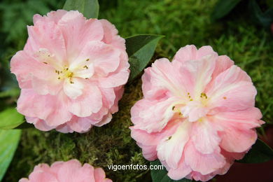 CAMELIAS. FLOR - 44 CONCORRO EXPOSIÇÃO DA CAMELIA 2008