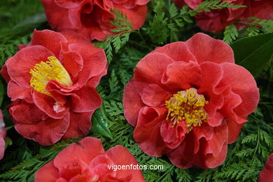 CAMELIAS. FLOR - 44 CONCORRO EXPOSIÇÃO DA CAMELIA 2008