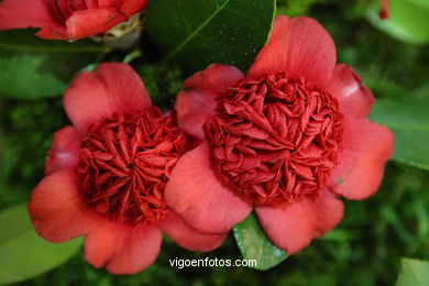 CAMELIAS. FLOR - 44 CONCORRO EXPOSIÇÃO DA CAMELIA 2008