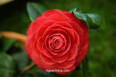 CAMELIAS. FLOR - 44 CONCORRO EXPOSIÇÃO DA CAMELIA 2008