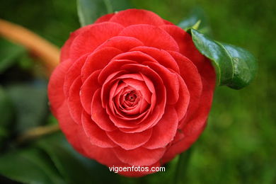 CAMELIAS. FLOR - 44 CONCORRO EXPOSIÇÃO DA CAMELIA 2008