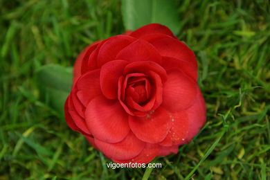 CAMELIAS. FLOR - 44 CONCORRO EXPOSIÇÃO DA CAMELIA 2008