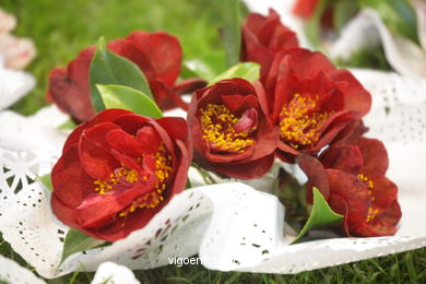 CAMELIAS. FLOR - 44 CONCORRO EXPOSIÇÃO DA CAMELIA 2008