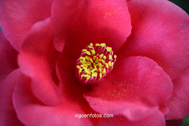 IKEBANA - CAMELLIA COMPETITION 2014