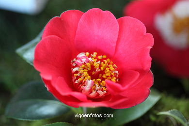 CAMELIAS. FLOR - 44 CONCORRO EXPOSIÇÃO DA CAMELIA 2014