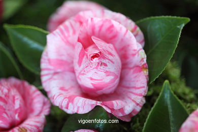 IKEBANA - CAMELLIA COMPETITION 2014