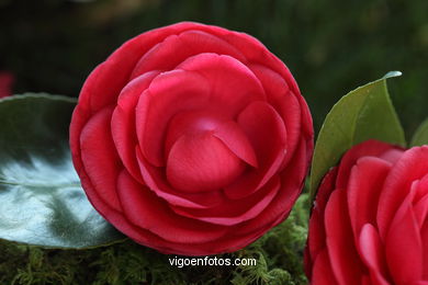 CAMELIAS. FLOR - 44 CONCORRO EXPOSIÇÃO DA CAMELIA 2014