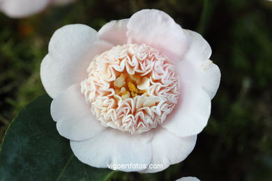 CAMELIAS. FLOR - 44 CONCORRO EXPOSIÇÃO DA CAMELIA 2014