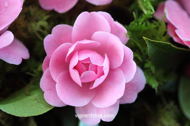 IKEBANA - CAMELLIA COMPETITION 2014