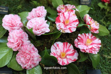 CAMELIAS. FLOR - 44 CONCURSO-EXPOSICIÓN DE LA CAMELIA 2014