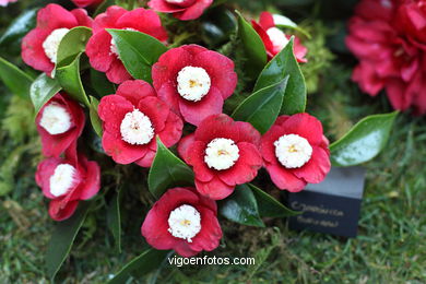 IKEBANA - CAMELLIA COMPETITION 2014